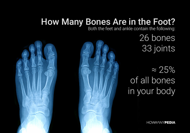 how-many-bones-are-in-the-human-body-howmanypedia