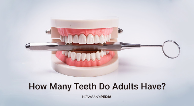 how-many-teeth-do-adults-have-howmanypedia